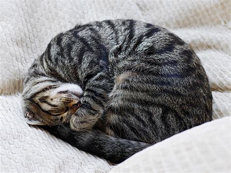 ピアノコンサート: なぜ猫は鍵盤の上で眠るのか？